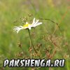 pakshenga_2011_11_ 